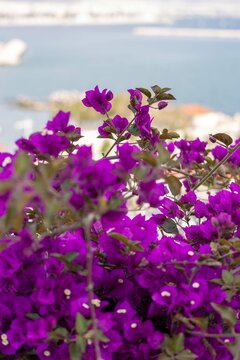 pink purple florals