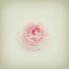 Top view image of pastel pink flower. vintage style