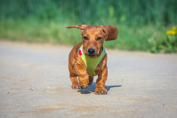 portrait of a cute teckel dog