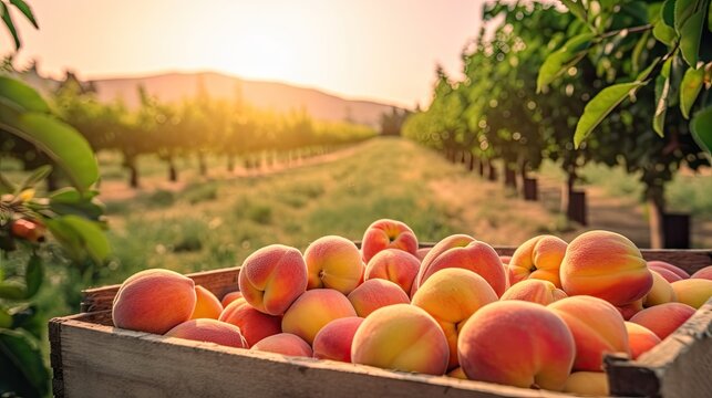 Organic peach in a wooden box on the field. Space for text, mockup, horizontal orientation, Generative AI
