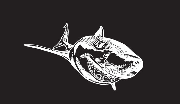 recommend clip art: Graphical shark on black background, underwater life. Vector illustration, great white shark element