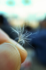 Focus of tiny common dandelion, hand holding a part of Taraxacum officinale as known as common...