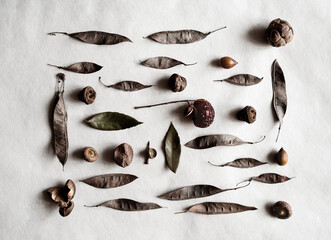 Abstract natural background with dry seeds of various trees on white paper, flat lay, top view....