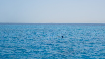 Serenity Unveiled: A Mesmerizing Sunset at Sea with Graceful Boats Amidst the Golden Hues, an Enchanting Moment of Tranquility and Nautical Beauty in Hurghada , El gouna , Egypt 