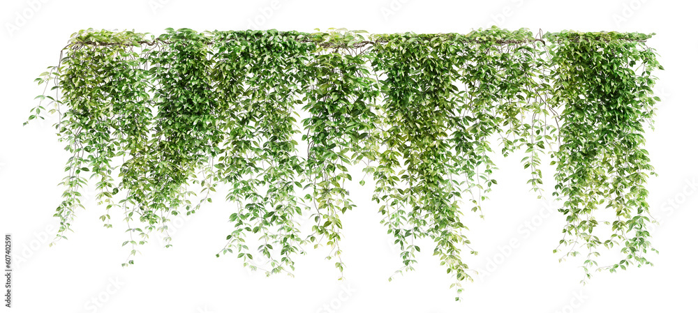 Aufkleber group of mucuna pruriens creeper plants isolated on transparent background. 3d render.