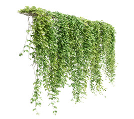 Group of Mucuna Pruriens creeper plants isolated on transparent background. 3D render.