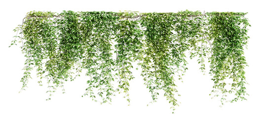 Group of Mucuna Pruriens creeper plants isolated on transparent background. 3D render. - obrazy, fototapety, plakaty