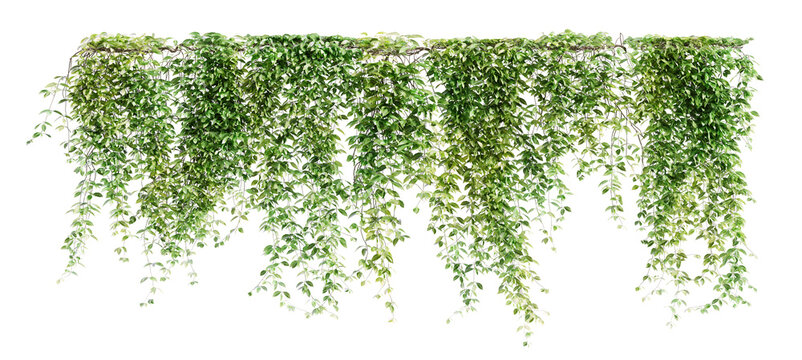 Group of Mucuna Pruriens creeper plants isolated on transparent background. 3D render.