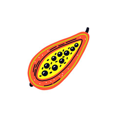 Acid fruit papaya slice. Hand drawn vector
