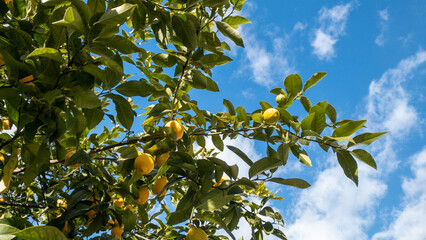 lemon and a blue sky