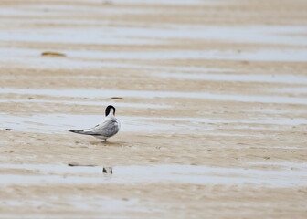 Sandlo - The little ringed plover is a small plover with a distinctive black and white head pattern,