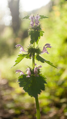 Inflorescencia morada en arbusto silvestre en bosque