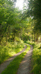 Curva en camino rural en bosque soleado en primavera