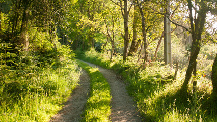 Curva en camino rural en bosque soleado en primavera