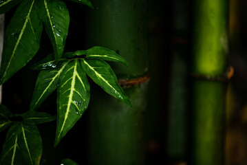 green leaves in the shade of green bamboo