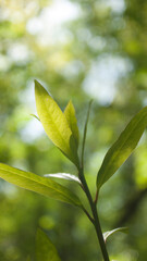 Hojas verdes de arbusto silvestre en bosque