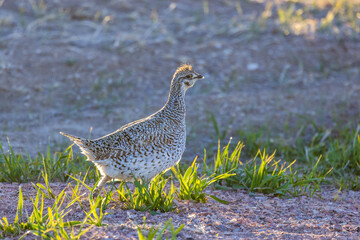 Sharp-tailed grouse (Tympanuchus phasianellus) in Badlands National Park 
