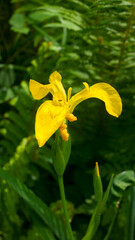 Gran flor silvestre de pétalos amarillos  en un bosque