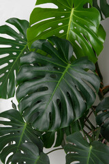 Background of green leaves of monstera. Tropical jungle, interior, conceptual background with natural material