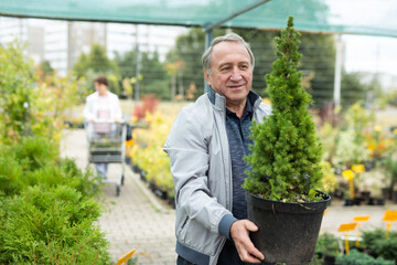 Happy mature male buyer in casual wear holding pot with Cupressus Goldcrest Wilma in outdoor plant market