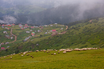 Fototapeta na wymiar Giresun Province, Kulakkaya highland lush nature and houses and animals in the highland