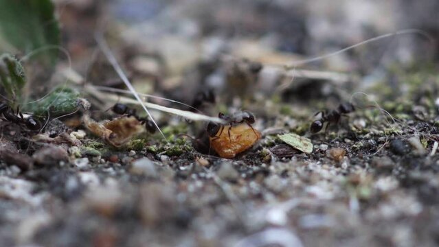 Ants bringing food, macro
