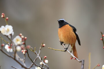 Daurian redstart (Phoenicurus auroreus) male with plum blossom in Japan