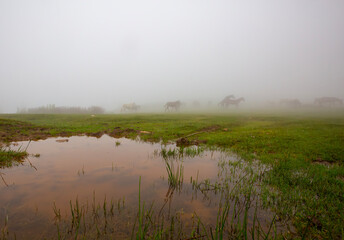 Giresun Province, Kulakkaya highland lush nature and houses and animals in the highland