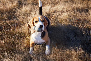 The cute beagle dog is lying on the dry autumn grass. He holds a toy in his teeth. 