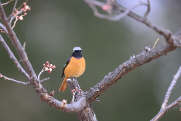 Daurian redstart (Phoenicurus auroreus) male with plum blossom in Japan