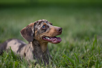 Harlequin dachshund, tender and sweet dog. Close ups and close-ups in a grassy and flowery mantle