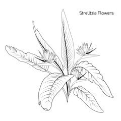 Bush of Strelitzia Reginae or bird of paradise flowers. Black and white line art set. - 607414785