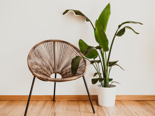 A wicker chair against white wall with large potted plant.