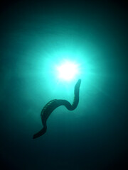 Fototapeta premium brown fish in the crystal clear waters of the caribbean sea