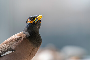 Isolated close up portrait of a single mature common/ Indian myna bird in domestic surroundings- Rehovot Israel