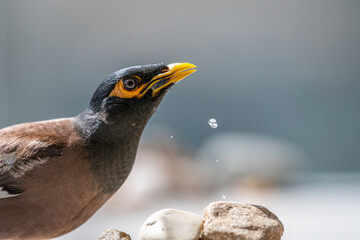 Fototapeta premium Isolated close up portrait of a single mature common/ Indian myna bird in domestic surroundings- Rehovot Israel