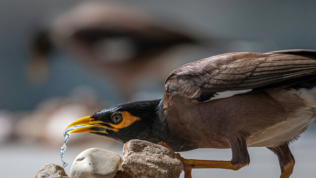 Isolated close up portrait of a single mature common/ Indian myna bird in domestic surroundings- Rehovot Israel