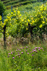 Retour de la biodiversité dans le vignoble d'Alsace, CeA, Alsace, Grand Est, France