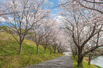 Fototapeta na wymiar 日の隈公園（神埼市）のサクラ
