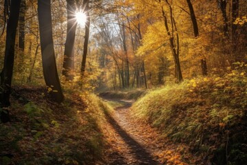 Obraz premium autumn forest trail, with view of the sun shining through the trees, created with generative ai