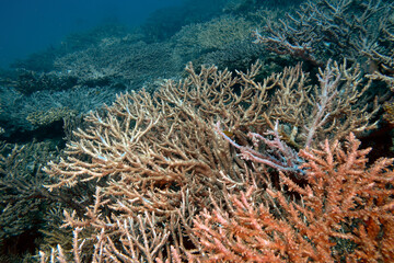 Naklejka na ściany i meble Table Coral (Acropora pulchra) in the Red Sea, Egypt