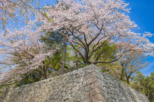 久留米城跡の石垣とサクラ