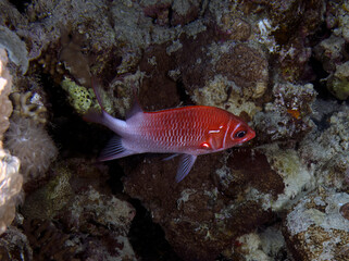A Tailspot Squirrelfish (Sargocnetron caudimaculatum) in the Red Sea, Egypt