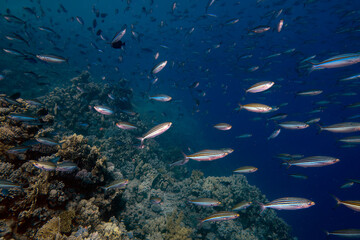 Striped Fusiliers (Caesio striata) in the Red Sea, Egypt