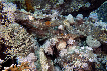 Cargo from the wreck of the Yolanda at the tip of the Sinai Peninsula in Egypt