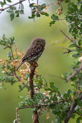 Glaucidium perlatum, Pearl-spotted Owlet, Chevêchette perlée