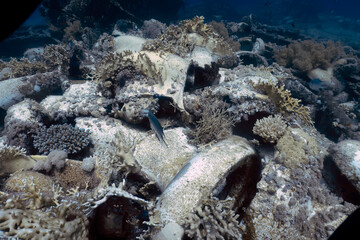 Cargo from the wreck of the Yolanda at the tip of the Sinai Peninsula in Egypt