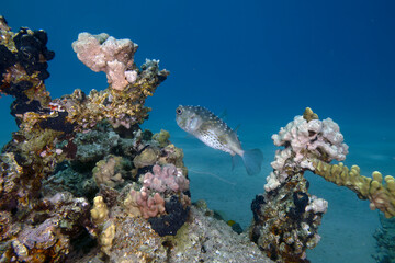 Fototapeta na wymiar A Yellow-spotted Burrfish (Cyclichthys spilostylus) in the Red Sea, Egypt