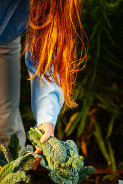 A red-haired woman bends down to collect bundles of freshly cut kale