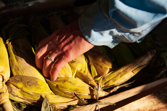 A hand reaches for a pile of fresh corn still in their yellow husks